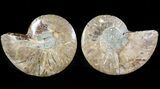 Sliced Fossil Ammonite Pair - Crystal Chambers #46506-1
